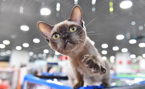 Russia Cat Show