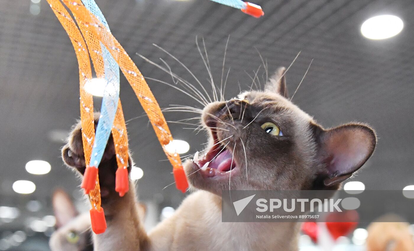 Russia Cat Show