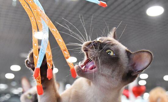 Russia Cat Show