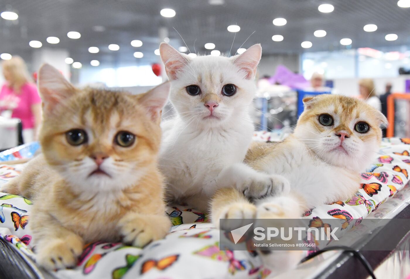 Russia Cat Show