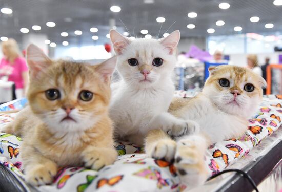 Russia Cat Show