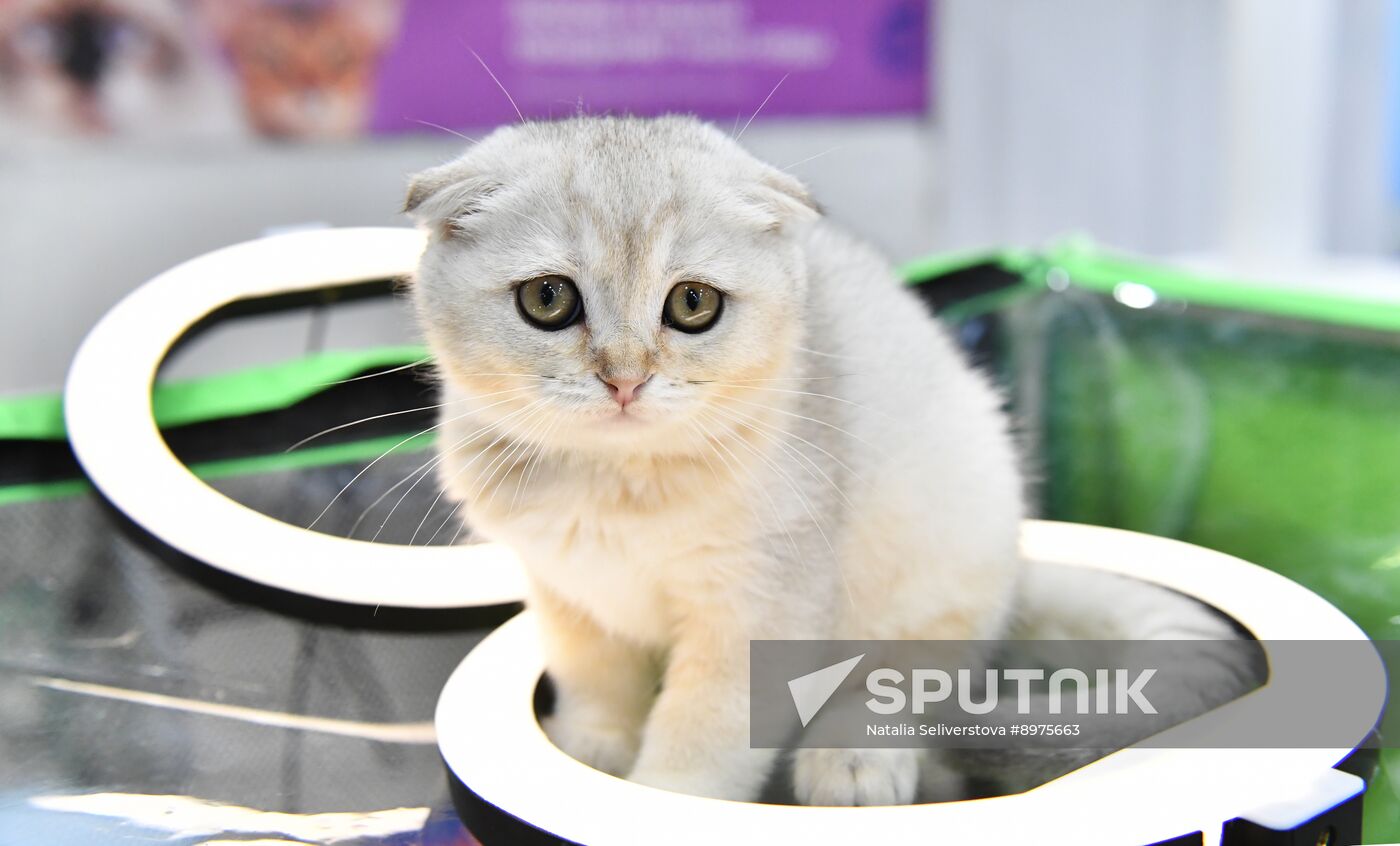 Russia Cat Show