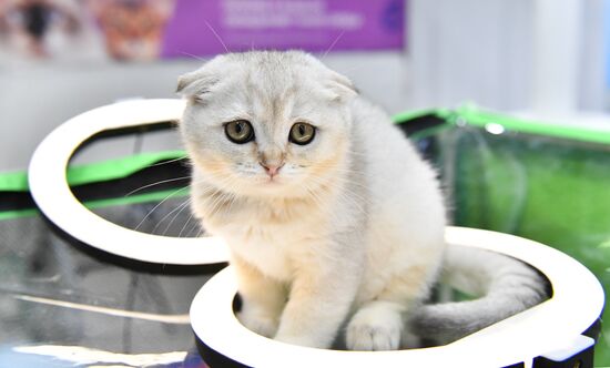 Russia Cat Show