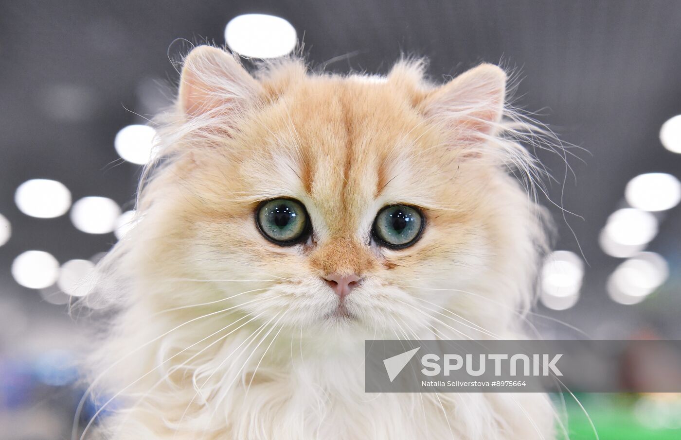 Russia Cat Show