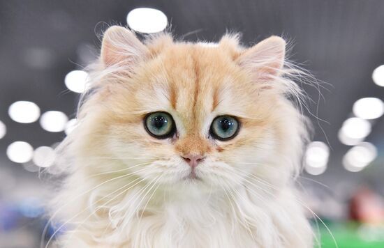 Russia Cat Show
