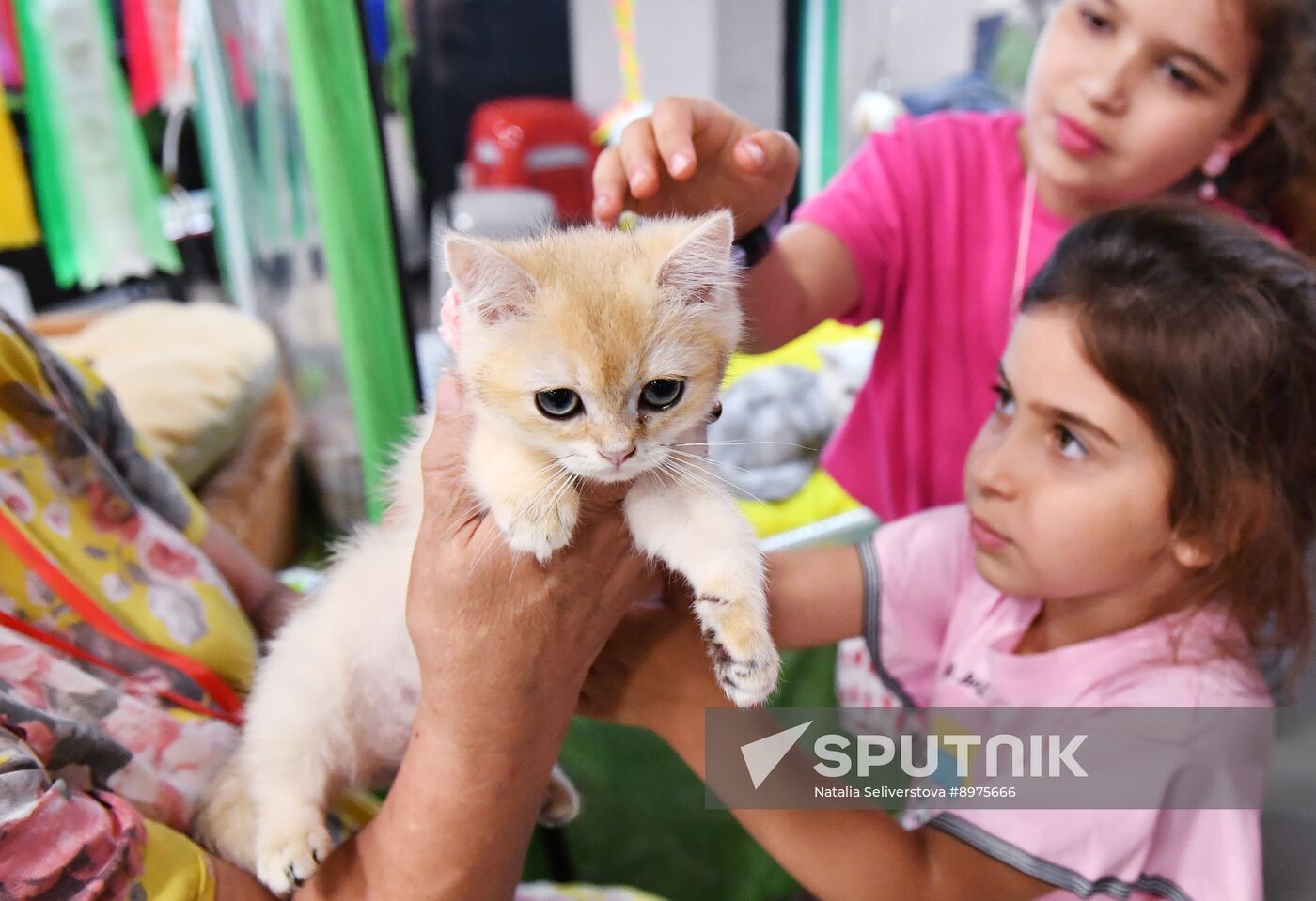 Russia Cat Show