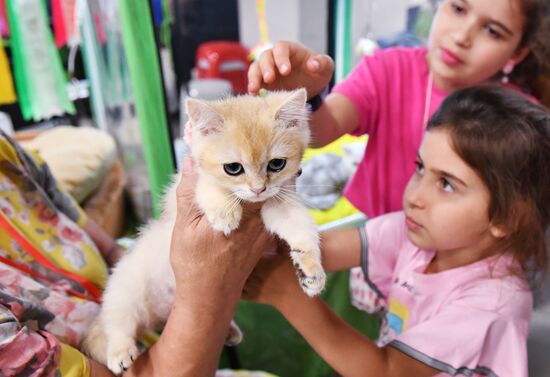 Russia Cat Show