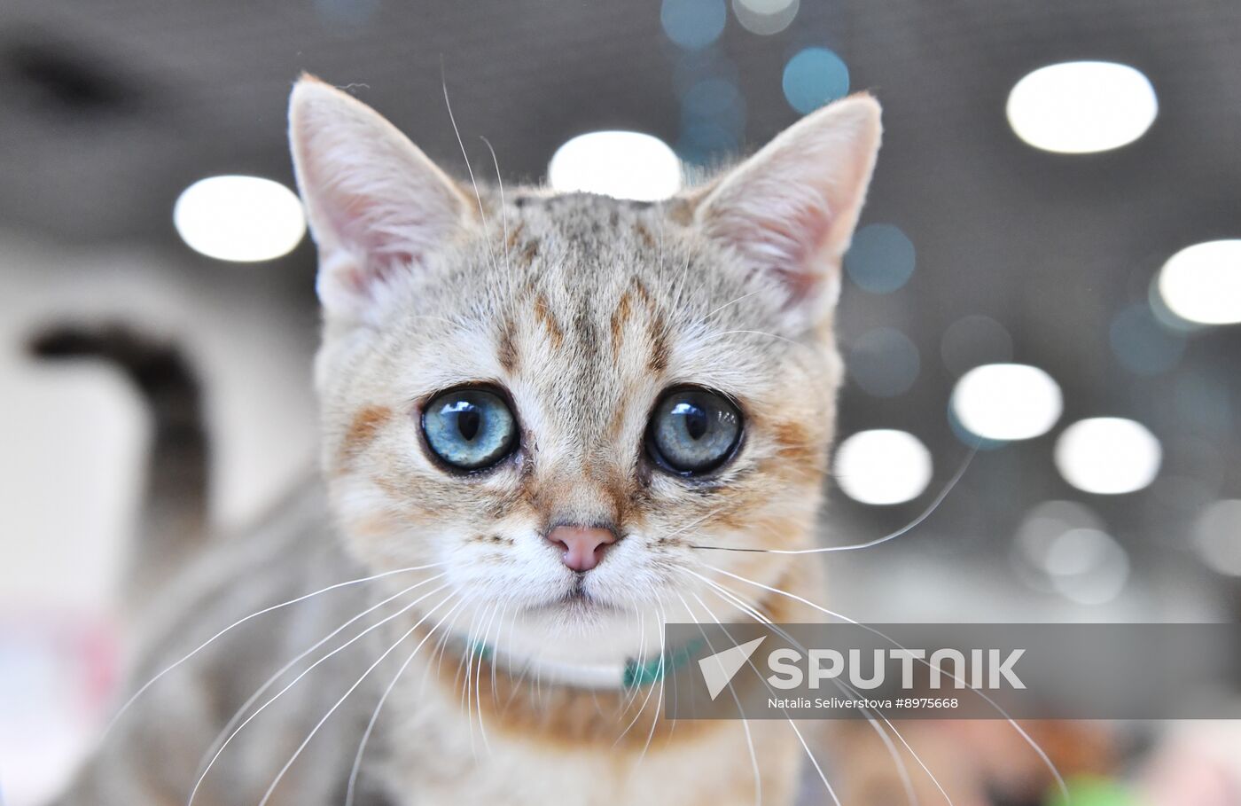 Russia Cat Show