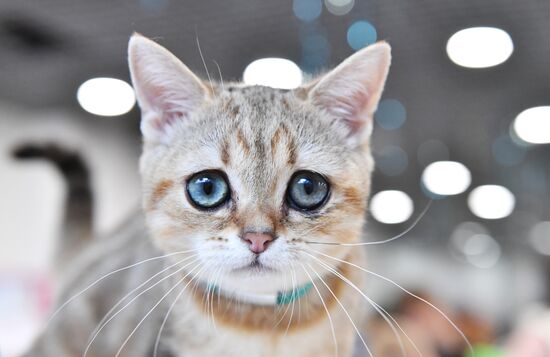 Russia Cat Show