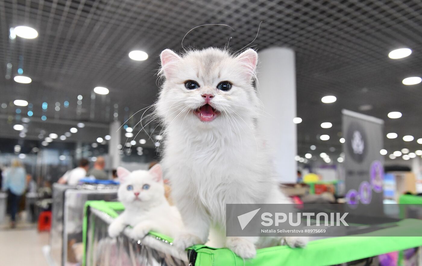 Russia Cat Show