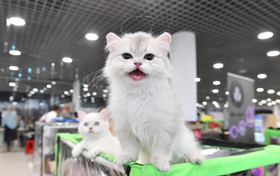 Russia Cat Show