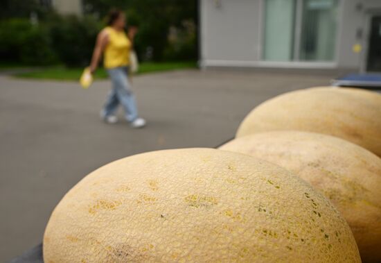 Russia Watermelons Selling