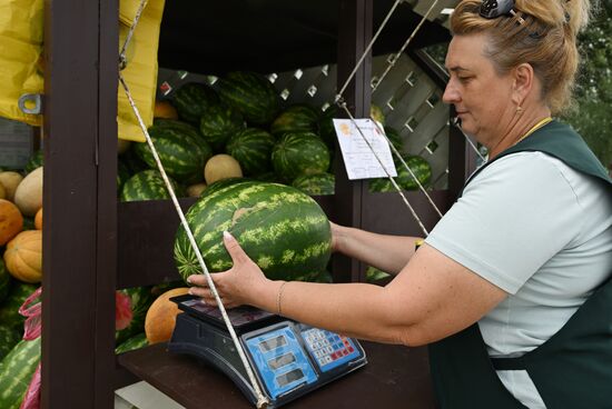 Russia Watermelons Selling
