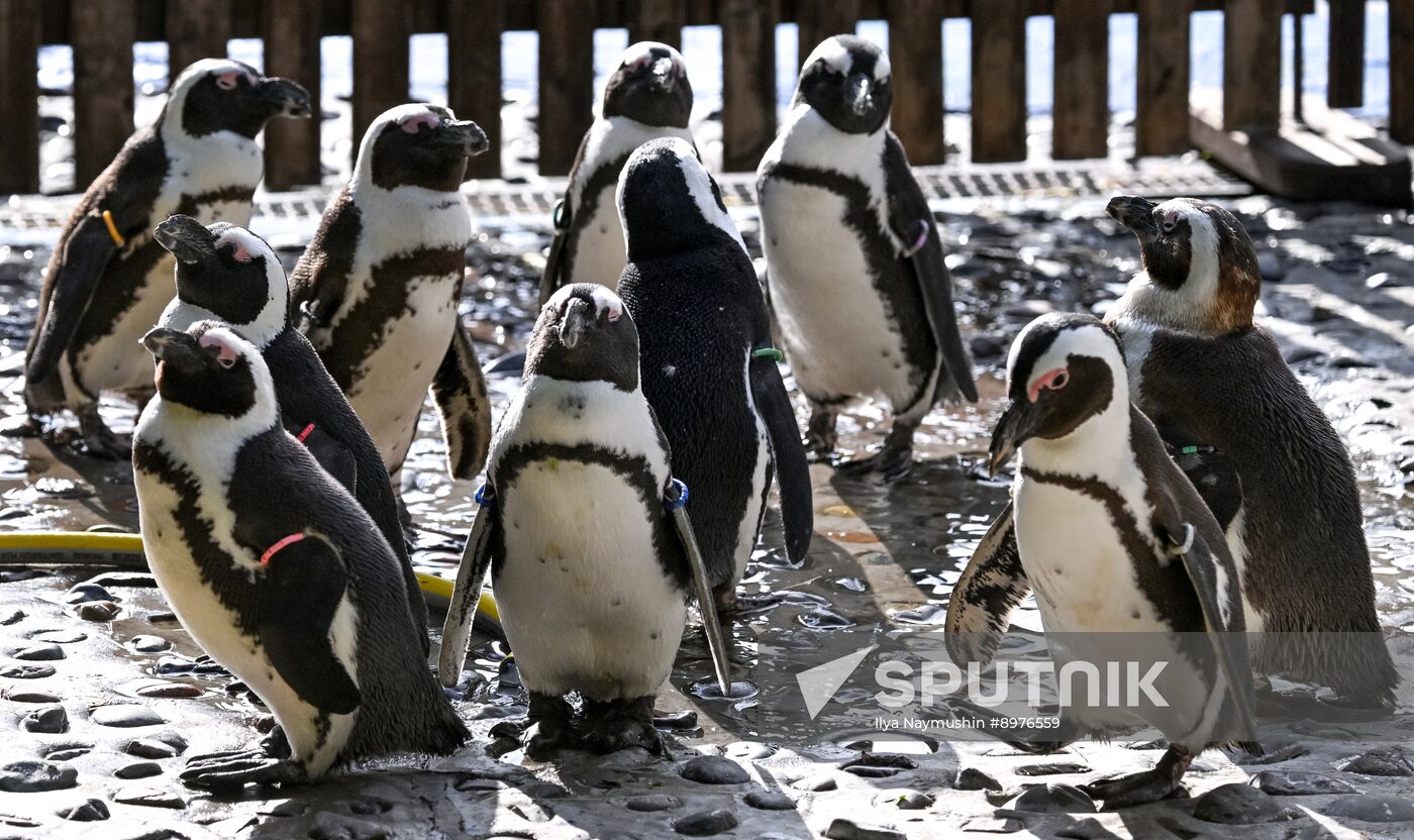 Russia Zoo