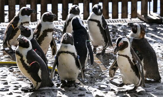 Russia Zoo