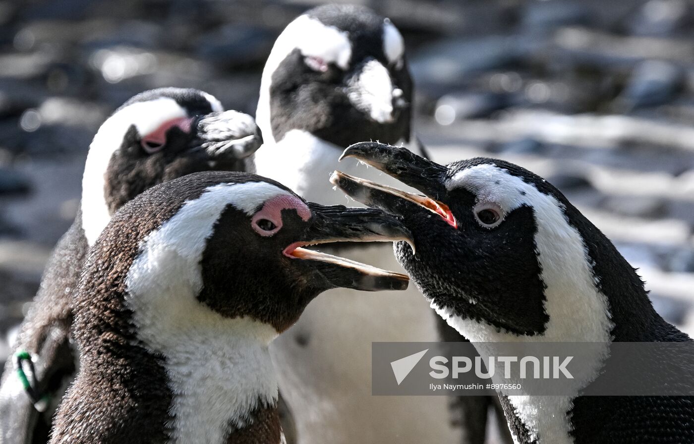 Russia Zoo