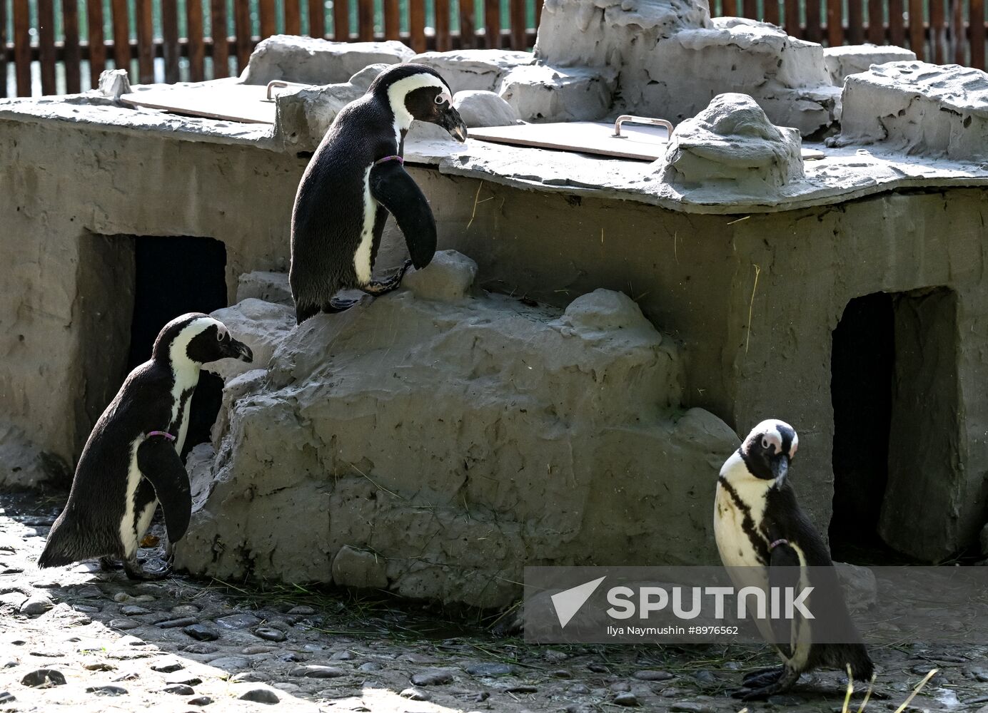 Russia Zoo