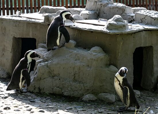 Russia Zoo