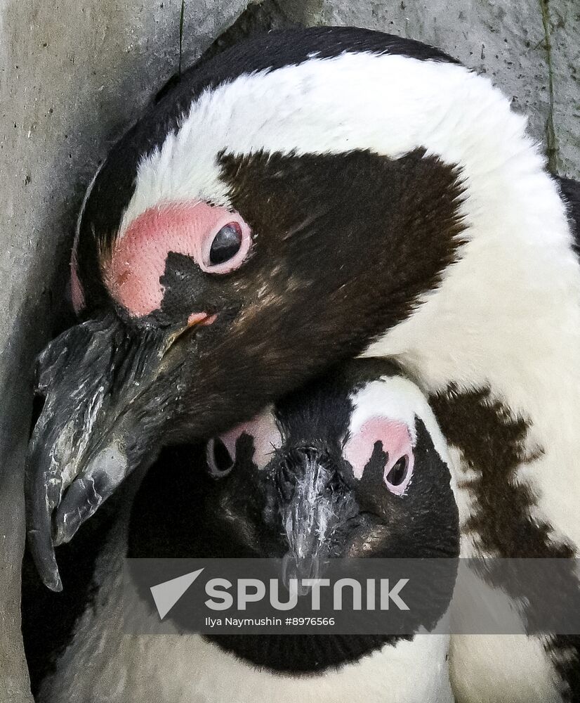 Russia Zoo