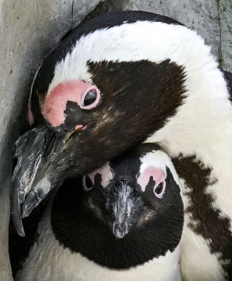 Russia Zoo