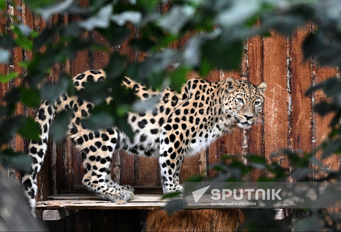 Russia Zoo
