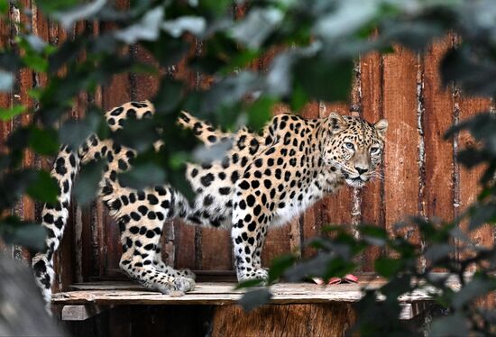 Russia Zoo