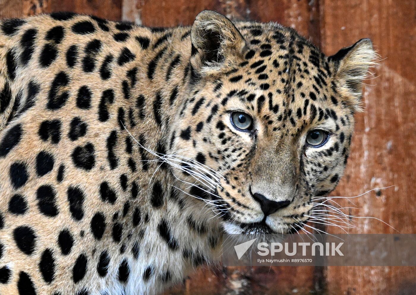 Russia Zoo