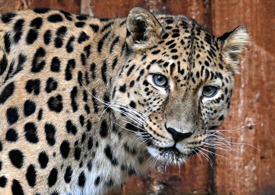 Russia Zoo