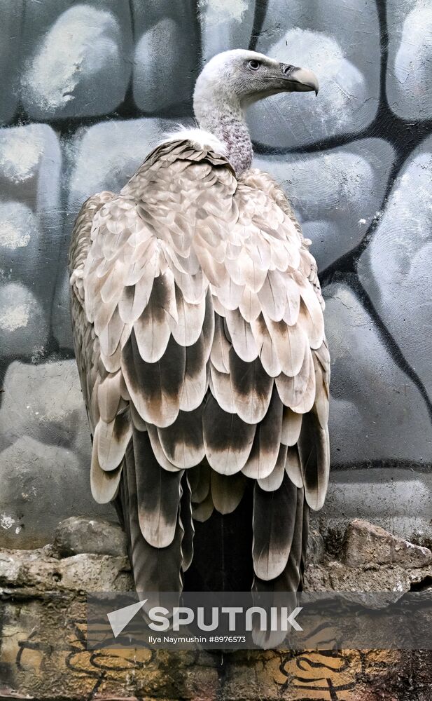 Russia Zoo