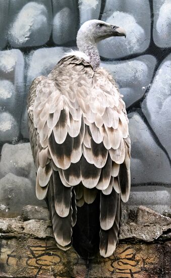 Russia Zoo