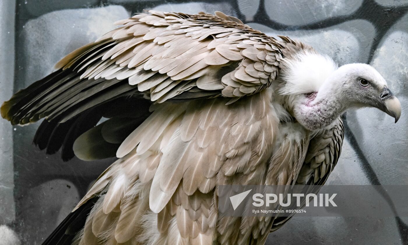 Russia Zoo