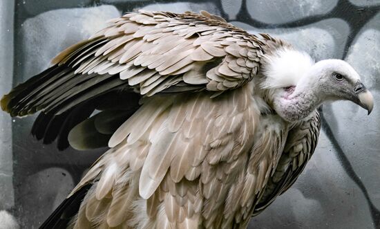 Russia Zoo