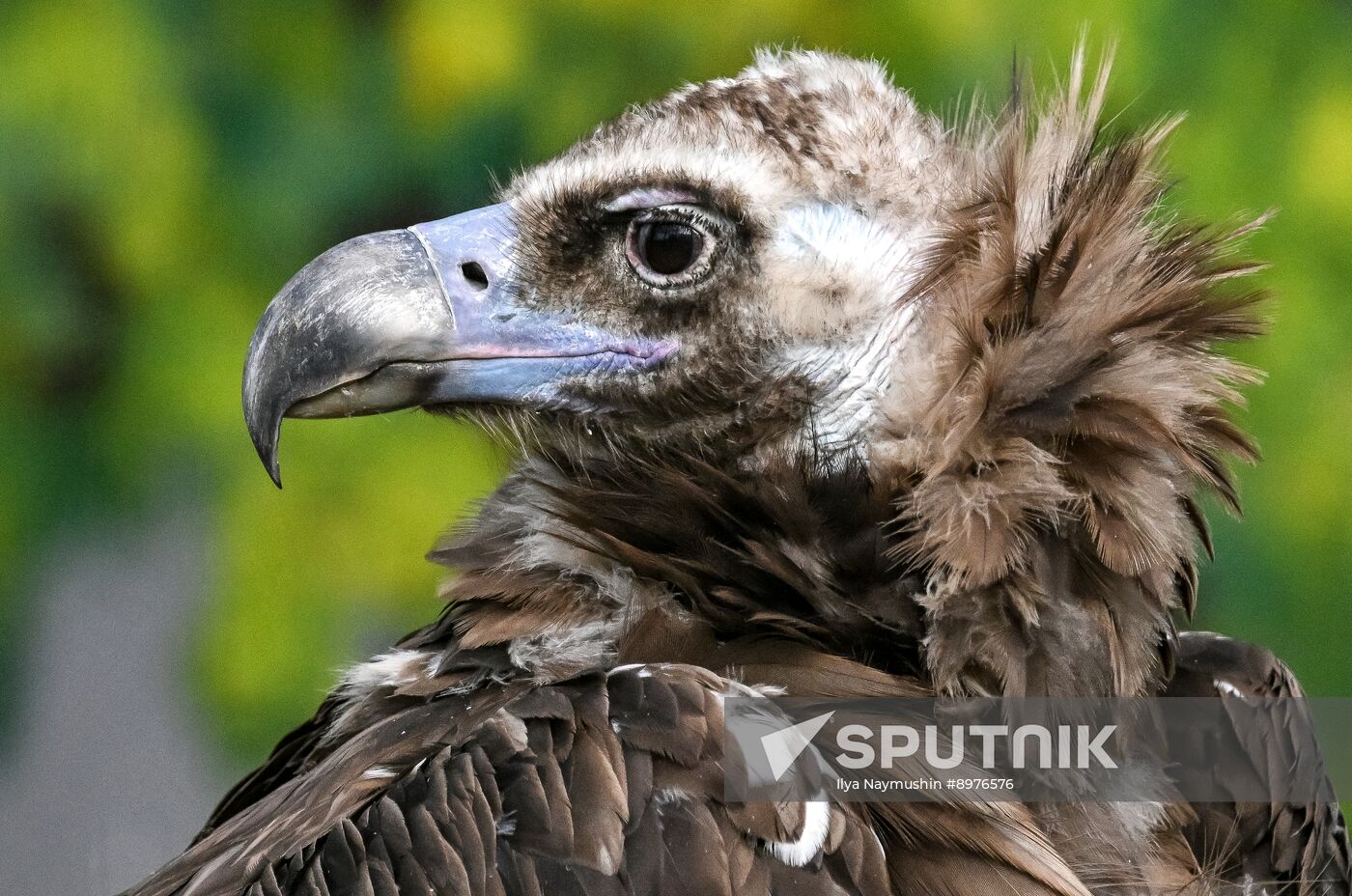 Russia Zoo
