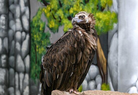 Russia Zoo
