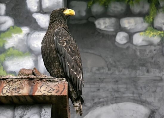 Russia Zoo