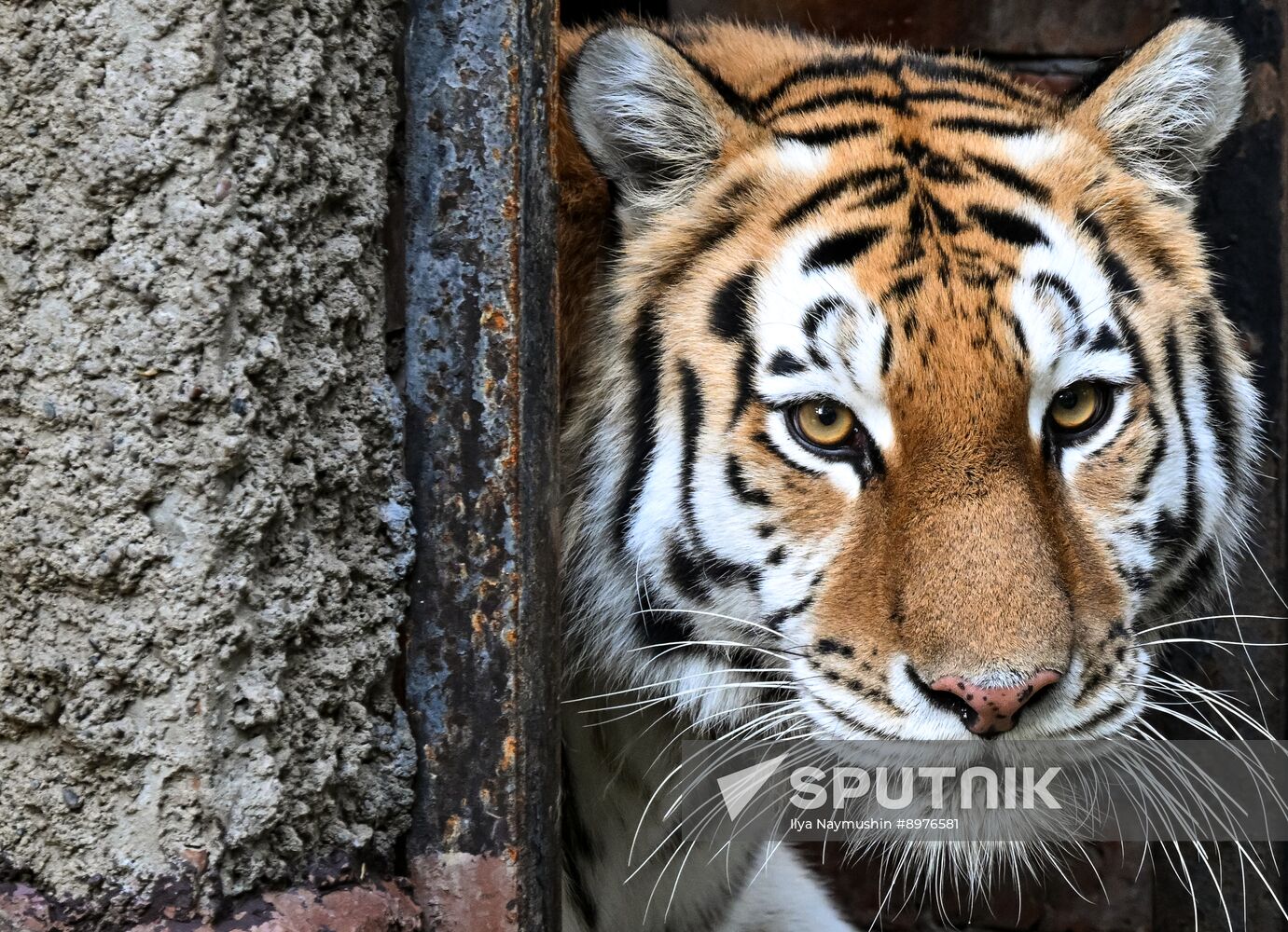 Russia Zoo