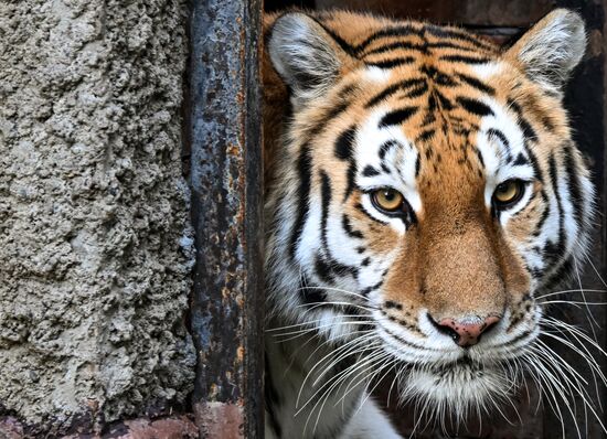 Russia Zoo