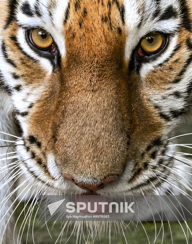 Russia Zoo