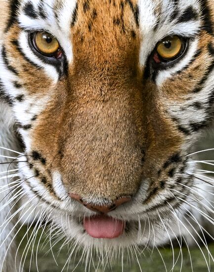 Russia Zoo
