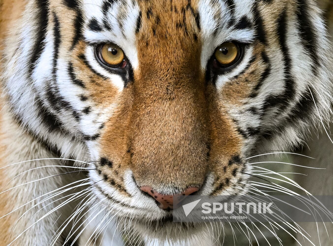 Russia Zoo