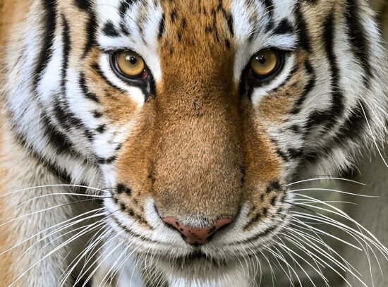Russia Zoo