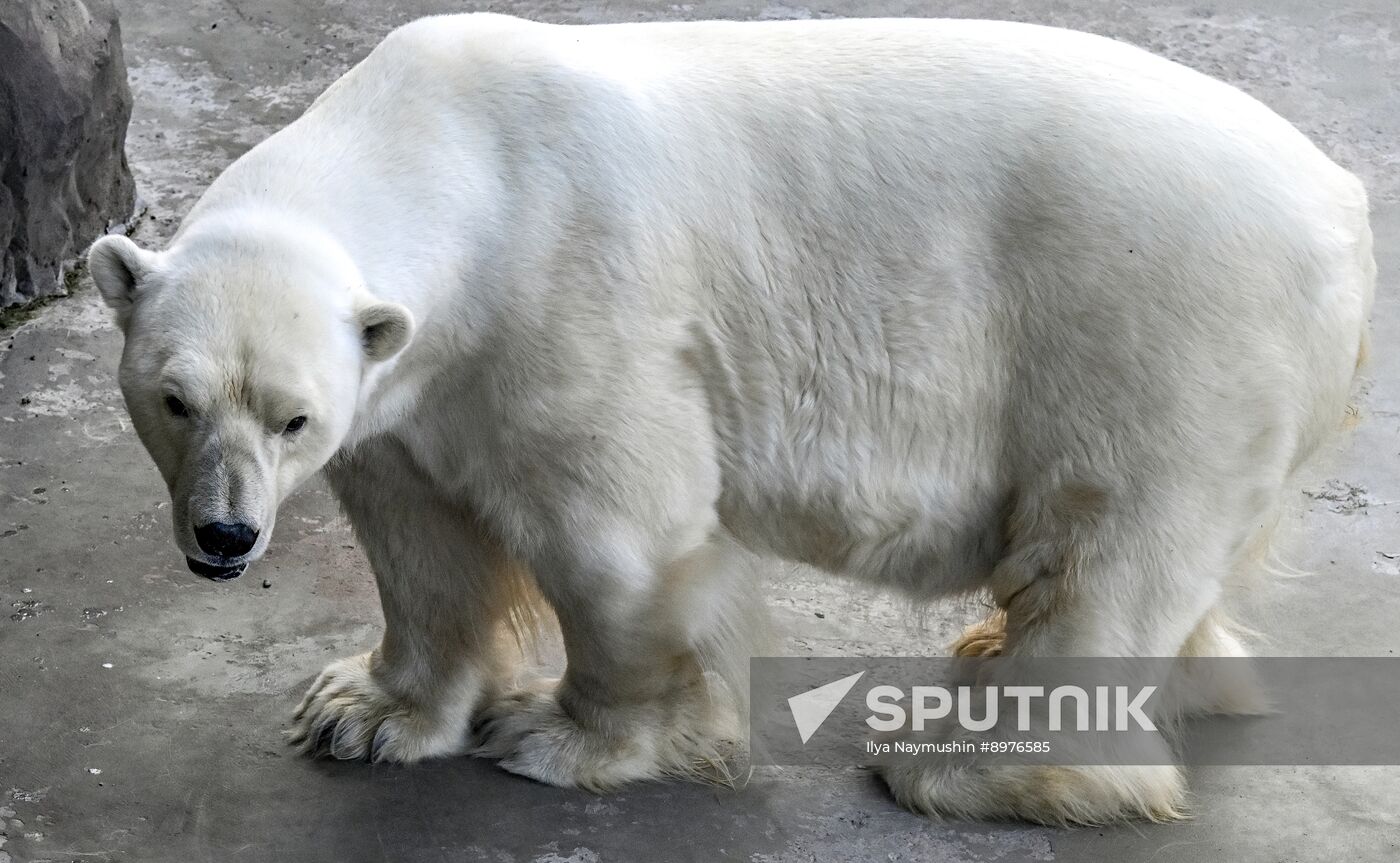 Russia Zoo