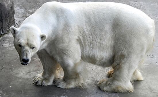 Russia Zoo