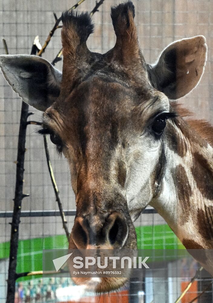 Russia Zoo