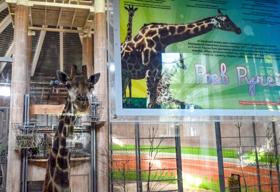 Russia Zoo