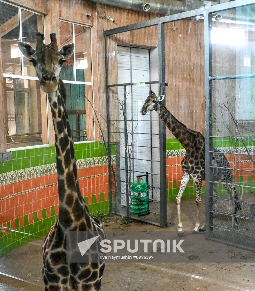 Russia Zoo