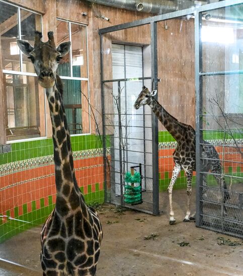 Russia Zoo