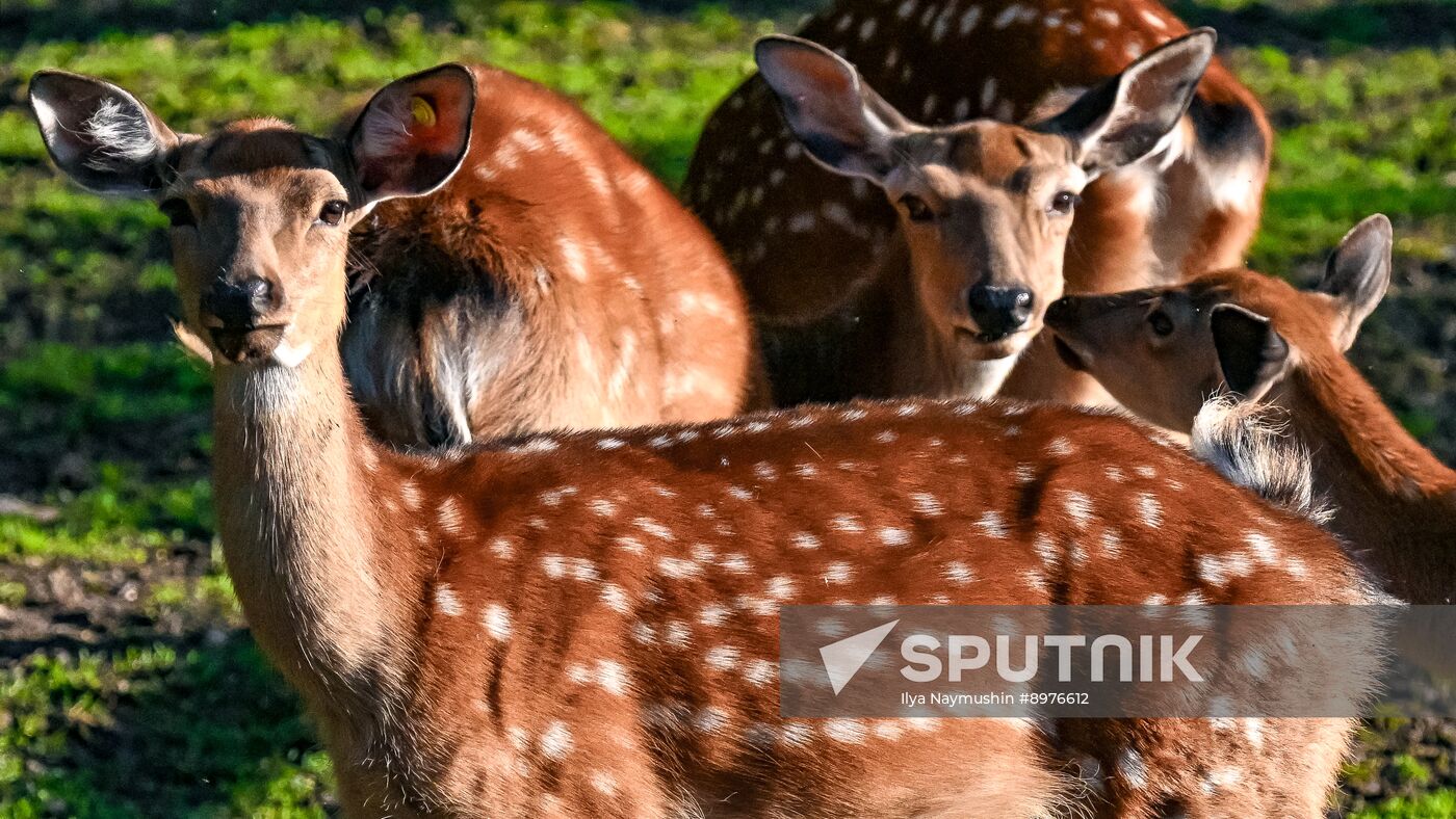 Russia Zoo