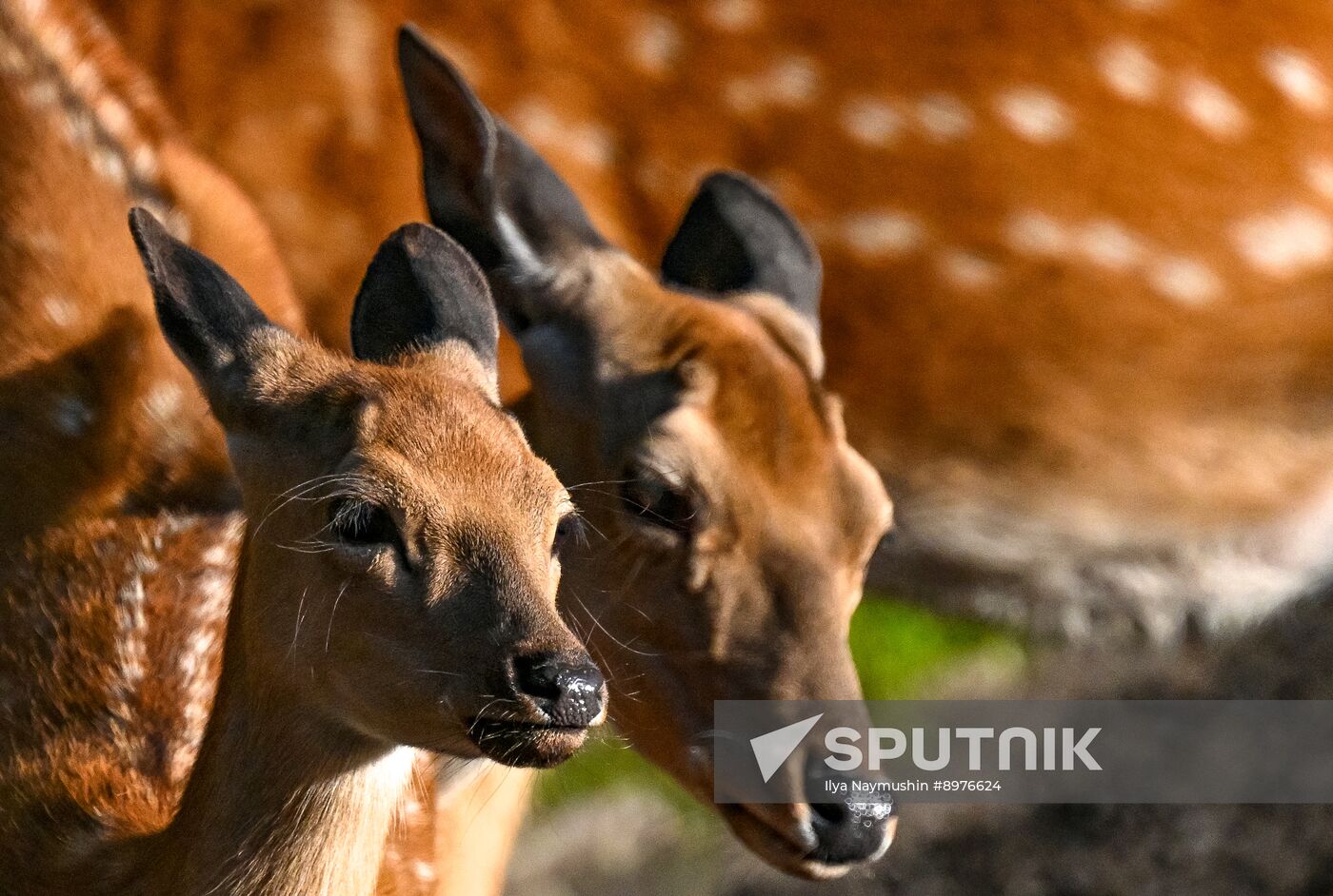 Russia Zoo