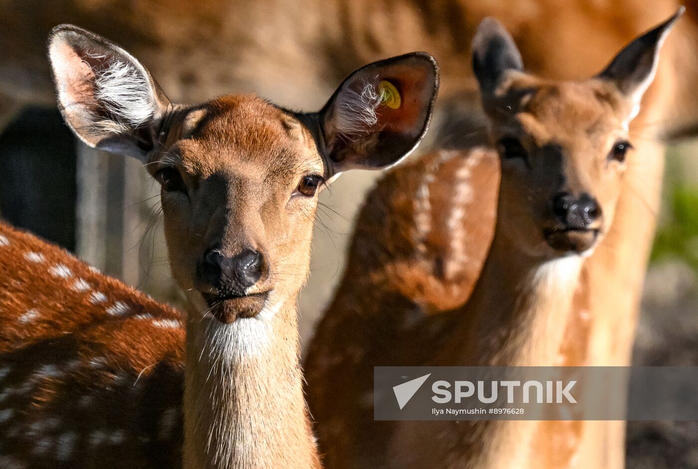 Russia Zoo
